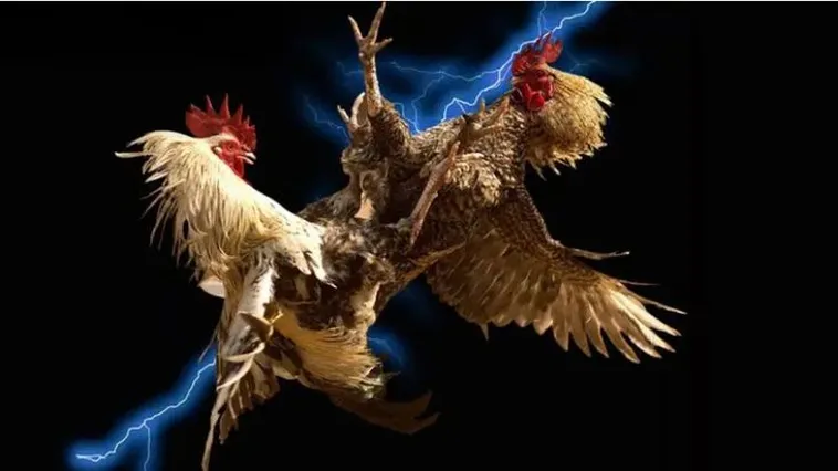 Khám Phá Đá Gà QQ88 Ngay Hôm Nay Để Thắng Lớn Và Hấp Dẫn 1 Khám Phá Đá Gà QQ88 Ngay Hôm Nay Để Thắng Lớn Và Hấp Dẫn